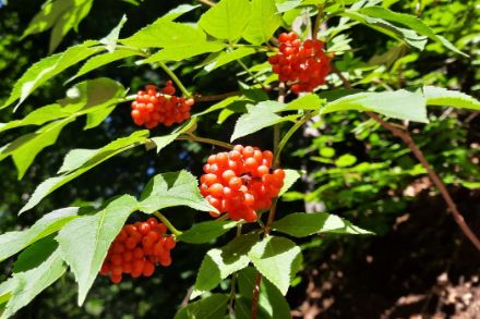 Reife Holunderbeeren im Fricktal