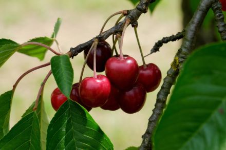 Rote Kirschen