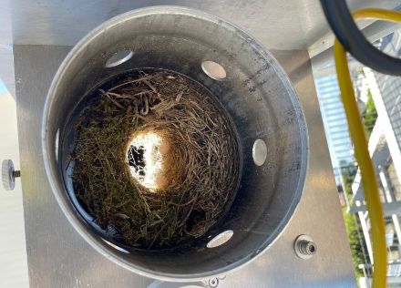 Sichtbare Naturmaterialien nach Entfernung der Instrumentenhalterung. 