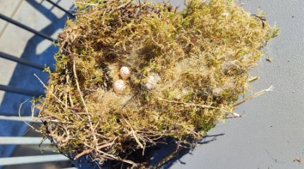 Das gefundene Vogelnest.