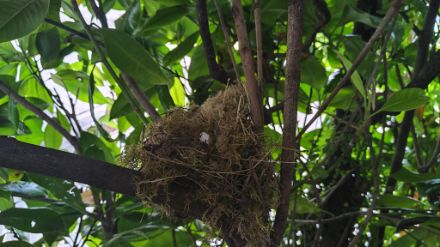Das Nest am natürlicheren, neuen Standort.