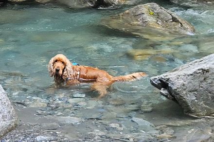 Der Hund geht in den nächsten Tagen baden...