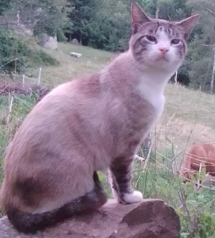 ...und es besteht auch die Möglichkeit, dass die diesjährigen Hundstage für die Katz' sind.