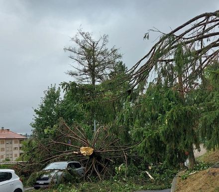 Die Superzelle vom 24. Juli 2023 verursachte in La Chaux-de-Fonds verbreitet grosse Schäden. Auf dem Bild erkennt man eine Tanne, welche der Sturm in grösserer Höhe abbrach und anschliessend auf die Strasse schleuderte.