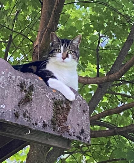 Tiere wie diese Katze, welche vorgestern noch ein schattiges Plätzchen suchten, um der Hitze zu entfliehen, werden wohl in einer Woche froh sein, wenn es nicht allzu stark windet. Denn 15 bis 20 Grad fühlen sich mit kräftigem Wind schon fast unangenehm kalt an.