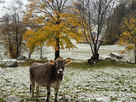 Kuh auf leicht verschneiter Wiese