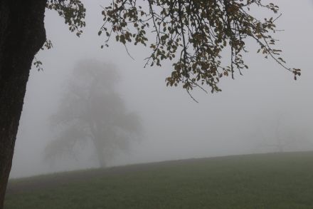 Nebel in der Gegend des Hüttnersees (ZH). 