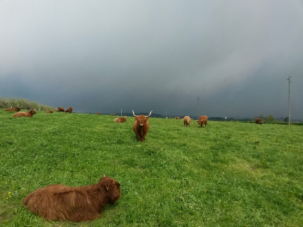 Foto von dunklen Wolken über weidenden Rindern.