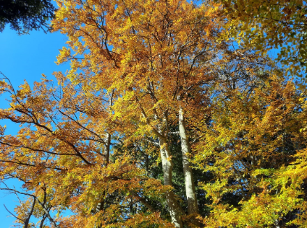Bild einer Buche im Herbst.