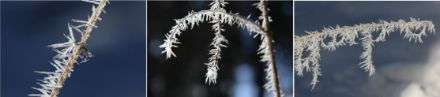 Drei Bilder von Raureif, der sich auf Grashalmen gebildet hat. 