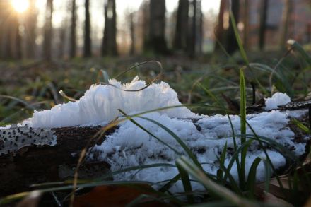 Haareis im Sihlwald, 7. Februar 2023.
