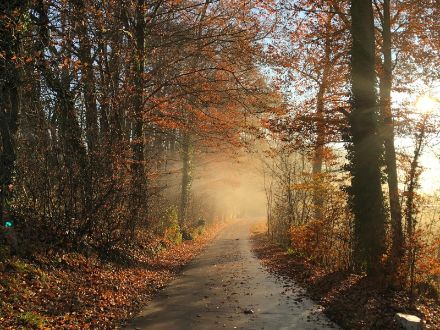 Wenn die Lufttemperatur die Taupunkttemperatur erreicht, kondensiert der Wasserdampf der Luft zu Tröpfchen und es bildet sich Nebel, wie hier in der Gegend von Fétigny (FR) im November 2018. © V. Meunier 