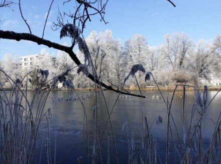 Bild eines zugefrorenen Teichs, umgeben von Schilf und Bäume mit Raureif 
