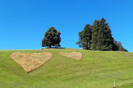 Blauer Himmel, grüne Bäume, frisch geschnittene Wiese mit zwei Herzen.