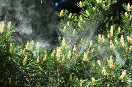 Pollen von Nadelbäumen
