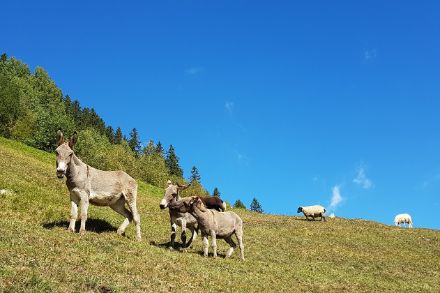 Im Vordergrund 3 Esel, im Hintergrund 2 Schafe auf einer Wise am Hang, dahinter der fast ganz blau Himmel.