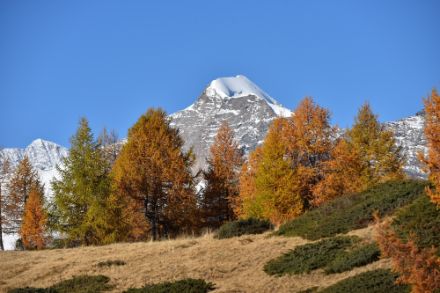 Goldener Herbsttag im Val Poschiavo. Die Lärchenverfärbung erreicht allmählich ihren Höhepunkt. Im Hintergrund der Piz Palü. Foto: Urs Graf