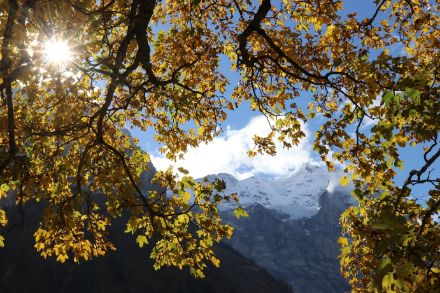 Auch bei Rosenlaui im Berner Oberland zeigte sich zumindest für kurze Zeit die Sonne und liess diesen Bergahorn (Acer pseudoplatanus) in seiner ganzen herbstlichen Pracht erstrahlen. Bild: Daniel Gerstgrasser.
