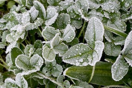 Nein Schnee liegt hier noch nicht, aber frostig war es am Donnerstagmorgen allemal. Das Foto wurde am Morgen bei einer Tiefsttemperatur von knapp -2 Grad am Flughafen Zürich aufgenommen. Foto: Véronique Hochuli