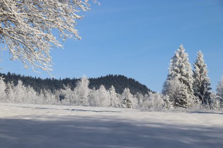 Verschneite und verreifte Winterlandschaft in der Rothenthurmer Hochmoorebene bei Altmatt (SZ)
