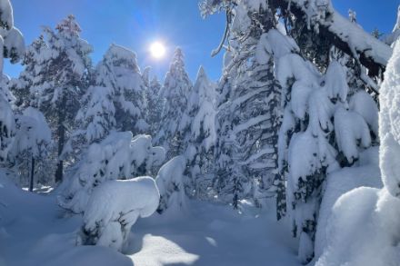 Frisch verschneite Landschaft oberhalb von Blonay VD. In der Region wurden heute Morgen um 20 cm Neuschnee gemessen, in den letzten drei Tagen wurden teils mehr als einen halben Meter Neuschnee registriert. Foto: Meteomeldungen/App