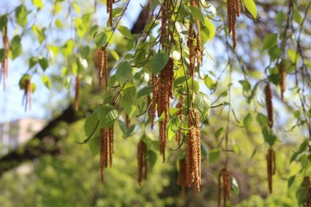 Längliche Birkenpollen hängen am Baum. Auf der Alpensüdseite hat sie bereits begonnen: die Birkenpollensaison. 