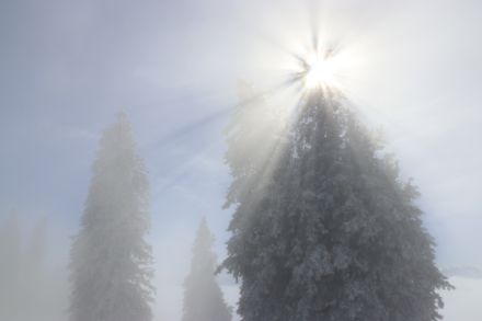 Sonne scheint durch Bäume hindurch