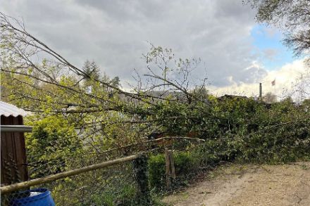 Auch in Rheinfelden stürmte es heute kräftig, dieser Baum hielt der Naturgewalt nicht stand. Bildquelle: Meteomeldungen/App