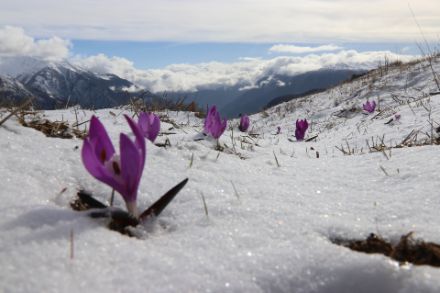Zwischen Frühling und Spätwinter am 14.04.2023 oberhalb von Eischoll im Wallis. Bild: D. Gerstgrasser