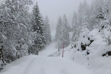 Eine Ladung Neuschnee auf der Ibergeregg (SZ, 1400m). Bild: D. Gerstgrasser