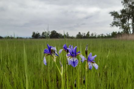Blaue Lilienblüten in einem Moorgebiet mit bedecktem Himmel