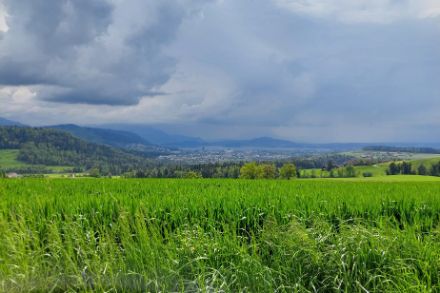 Auch heute gab es den Voralpen entlang Gewitter, wie man bei Hirzwangen gut erkennen konnte. Denn der Blick ging zum Zugersee und Richtung Voralpen, wo der dunkle Himmel deutlich auf die Gewitter hinwies. Bildquelle: Nicole Graf.