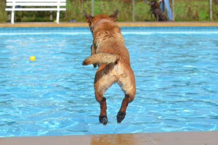 Es sind zwar noch nicht die Hundstage, die uns bevorstehen, aber doch heisse Tage, an denen eine Abkühlung willkommen ist. Foto: pixabay