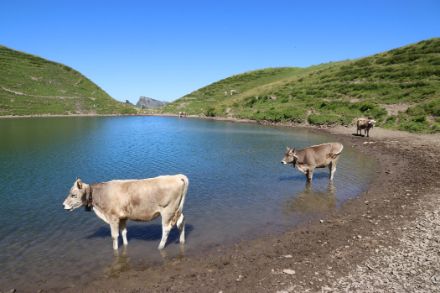 Alprinder kühlen sich im Sihlseeli ab (Archivbild D. Gerstgrasser)