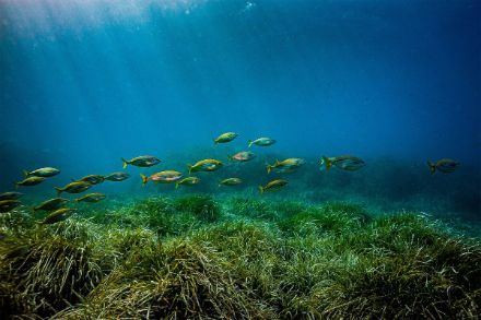 Seegras und Fische im Meer