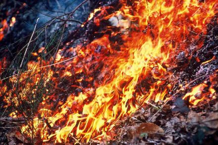 Längere Trockenperioden und Hitze erhöhen die Gefahr von Waldbränden. Im Bild ist ein brennender Waldboden zu sehen. Quelle: WSL. 