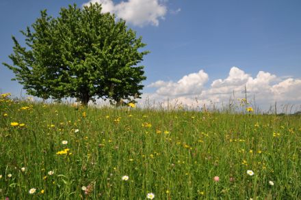 Bei den Gräserpollen war es eine intensive Pollensaison. Bild: MeteoSchweiz, Regula Gehrig