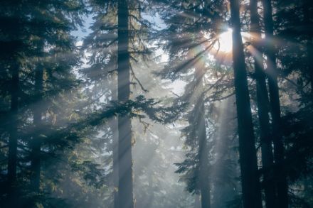 Sonnenstrahlen im Wald