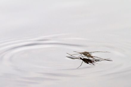 Wasserläufer gleitet über Wasser. Quelle: Pixabay