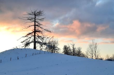 Schneelandschaft mit Bäumen und Abendrot.