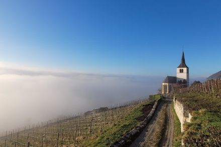 Nebel heute Morgen über dem Bielersee, die Kirche von Ligerz knapp darüber.