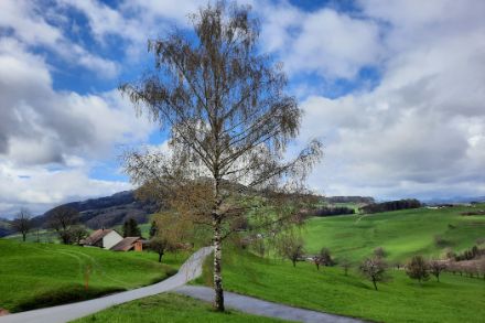 Die langen Pollenmessreihen zeigen, wie sich der Pollenflug in der Schweiz mit dem Klimawandel verändert hat. Die Pollensaison beginnt immer früher und wir messen heute höhere Pollenkonzentrationen der Bäume als früher. (Foto: R. Gehrig)