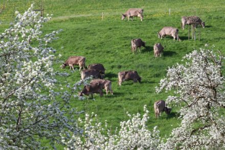 Frühling bei Fauna und Flora. Die Kühe geniessen das frische Gras, die Obstbäume stehen schon in Vollblüte. Foto: D. Gerstgrasser