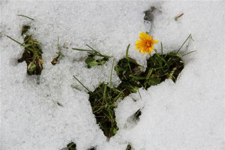 Oberhalb von rund 1000 Metern fällt am Dienstag und Mittwoch Schnee. Dies ist viel normaler für die Jahreszeit als die Wärme der vergangenen Tage. (Bild: D. Gerstgrasser)