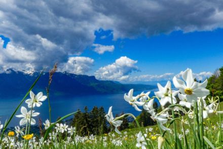 Der Blick von Blonay über dem Genfersee zeigte gestern um die Mittagszeit Quellbewölkung, typisch für Tagesgangwetter. Darauf folgten am Nachmittag ein paar Schauer und Gewitter. Foto: MeteoMeldung/APP
