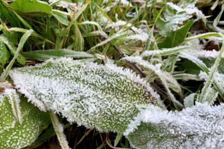 Frost war an den Eisheiligen 2024 kein Thema. Dieses Bild stammt offensichtlich von früher. Bild: A. Asch