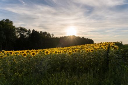 Sonnenblumenfeld auf dem Hasenberg im Sommer 2020. Foto: Patrick Stierli