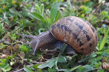 Die derzeit oft nasse Witterung ist nicht jedermanns Sache. Den Schnecken jedoch gefällts. Alle anderen müssen noch etwas durchalten. Es ist zwar nicht Thema des heutigen Blogs, doch ab dem kommenden Dienstag scheint es endgültig stabiler und wärmer zu werden. Foto: Meteomeldungen/App