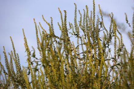 Der Klimawandel hat verschiedene Auswirkungen: Eine davon ist die Ausbreitung von invasiven stark allergenen Pflanzen, wie Ambrosia. Bild: Pixabay. 