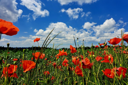 Blauer Himmel und flache Quellwolken, auch der rot leuchtende Mohn hat Freude daran. Quelle: Meteomeldungen/App